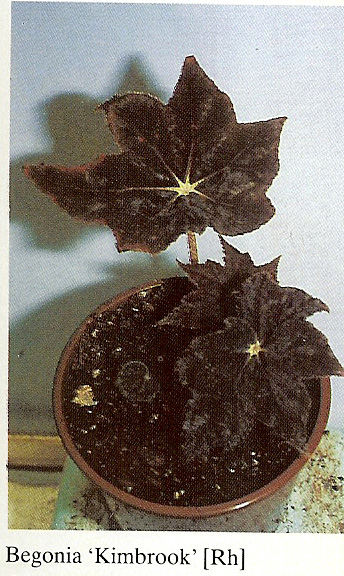 B. ‘Kimbrook’